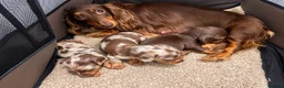 Miniature Dachshund dogs for sale: Tiny KC Long Haired Dachshunds  Chocolate & Dapple - Advert 13
