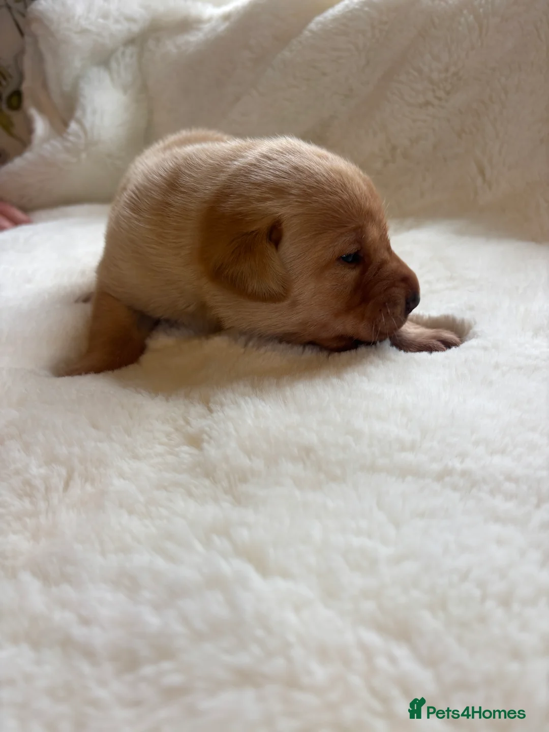 Labrador Retriever dogs for sale: D.N.A. Tested Labrador Puppies - Advert 19