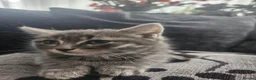 Mixed Breed cats for sale: Lovely kitten - Advert 6