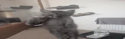 Maine Coon cats for sale: Maincoons wihtout papers  in Leamington Spa - Advert 14