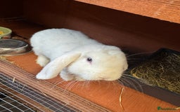 Mini Lop rabbits for sale: 2 male mini lops  - Image 7