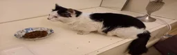 Mixed Breed cats for sale: Friendly Male Cat Looking for His Forever Home 🐾 - Advert 3
