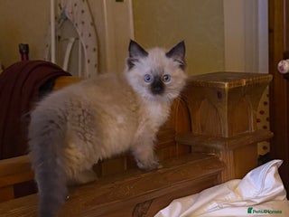 Ragdoll cats GCCF Ragdolls kitten - Advert 15