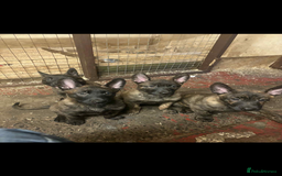 Belgian Shepherd Dog dogs for sale: Dutch herder puppies  - Image 1
