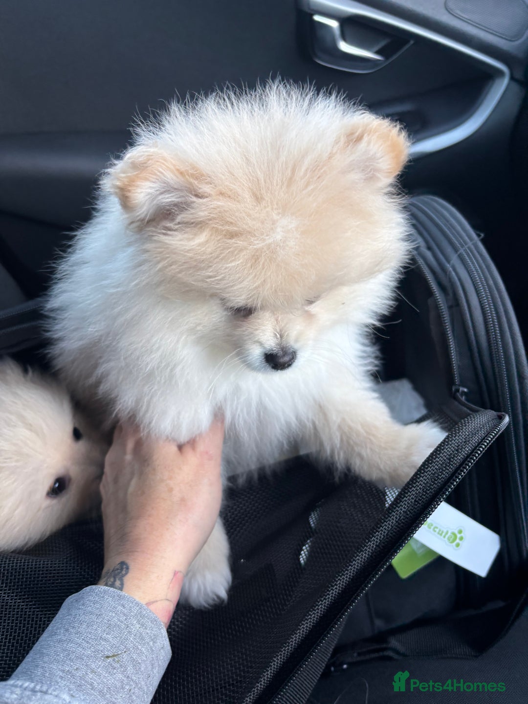 Pomeranian dogs for sale:  Pomeranians pups ready to go on 31st dec  - Advert 27