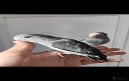 Budgerigars birds for sale: Handreared super tame baby parrotlets - Image 1