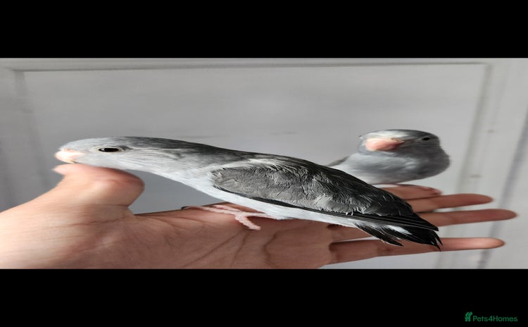 Budgerigars birds - Advert 14