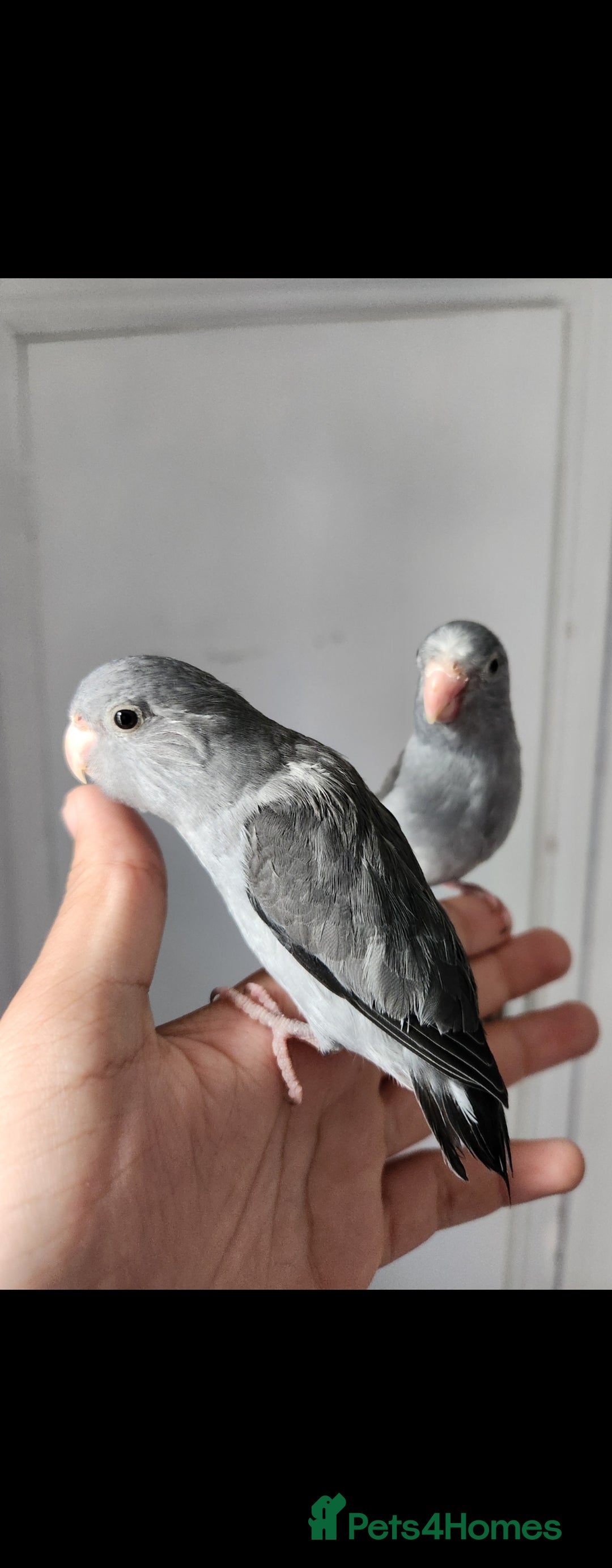 Budgerigars birds for sale: Handreared super tame baby parrotlets - Image 1