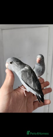 Budgerigars birds - Advert 6