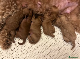 Cavapoo dogs F1 Red Cavapoo puppies - Advert 8