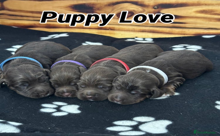 Sprocker dogs Fully Health Tested Sprocker Spaniel Puppies - Advert 3