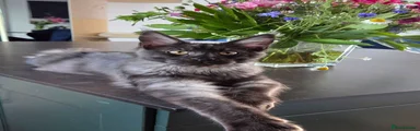 Maine Coon Kitten 1