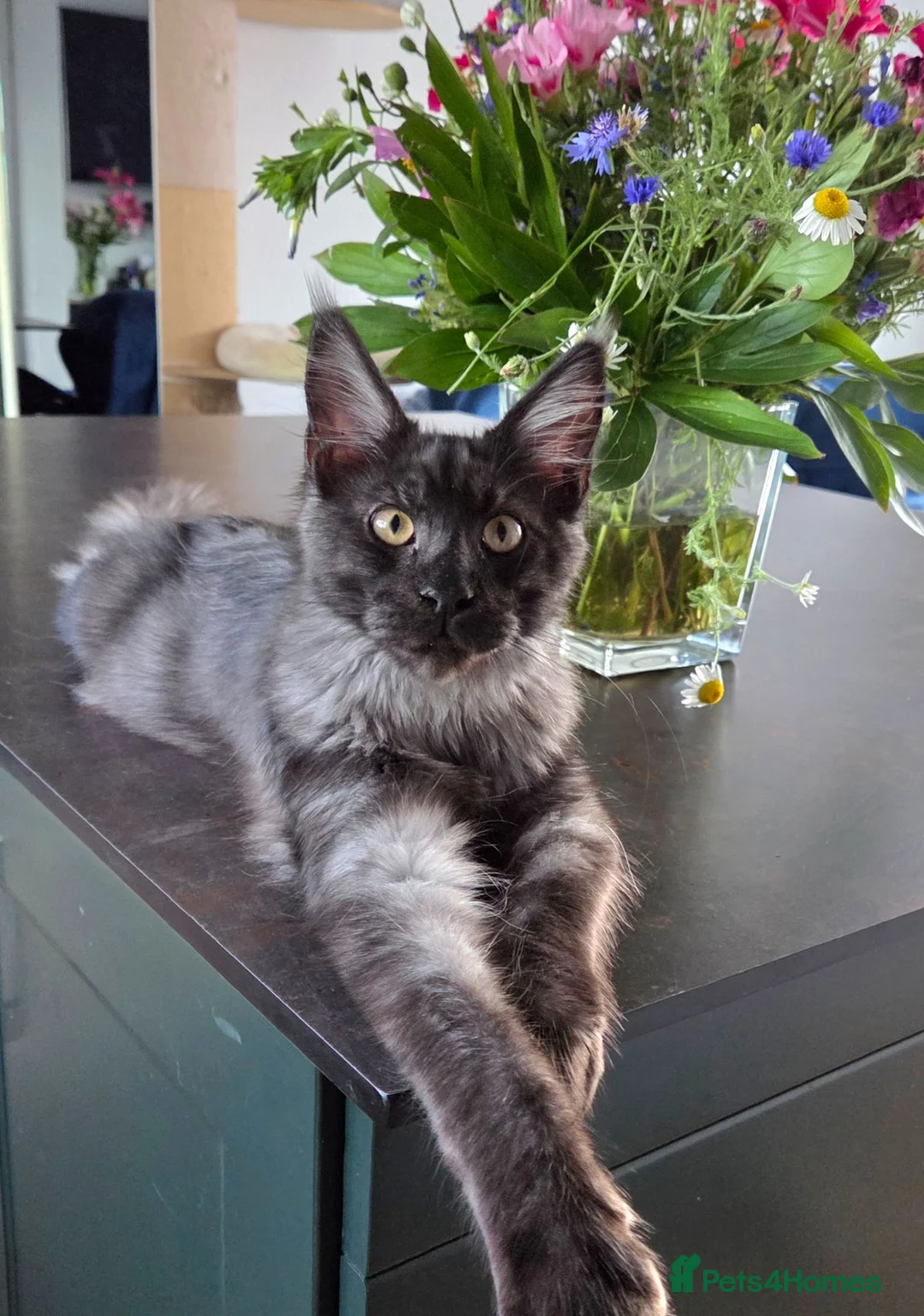 Maine Coon cats for sale: Maine Coon kittens, 2 girls , 1 boy  - Advert 9