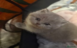 British Shorthair cats for sale: Beautiful British shorthair champion bloodlines - Image 10