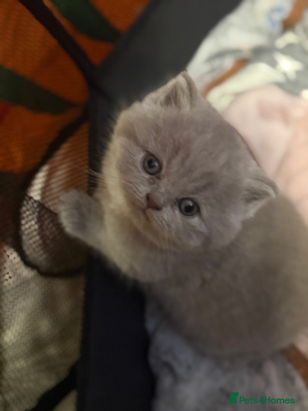 British Shorthair cats for sale: Beautiful British shorthair champion bloodlines - Image 10