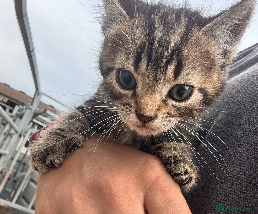 Mixed Breed cats for sale: Farm cats & kittens for sale  - Image 1