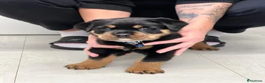 Rottweiler Boy - blue