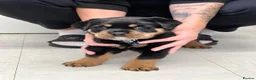 Rottweiler dogs for sale: ROTTWEILER PUPPIES "ready to go" - Advert 15