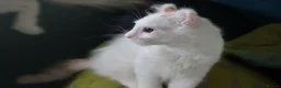 American Curl cats for sale: Beautiful, playful Rare American Curl Kittens - Advert 32