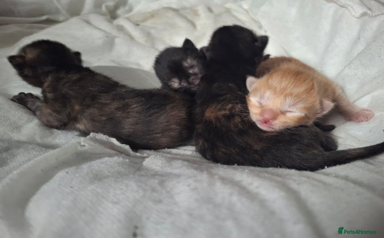Mixed Breed cats - Advert 6