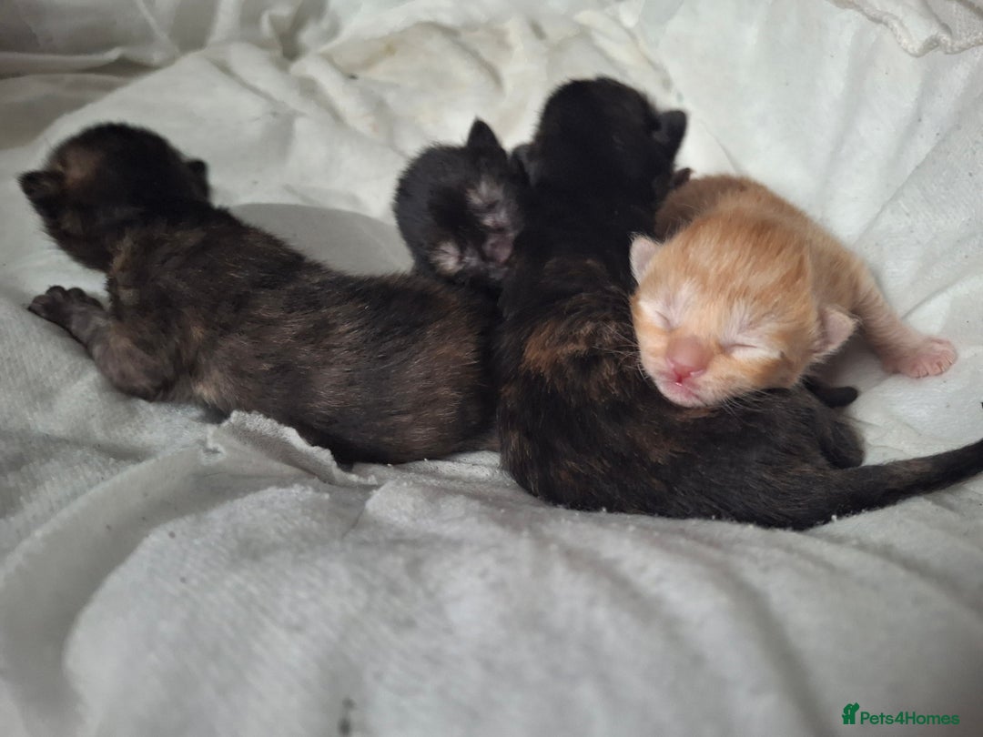 Mixed Breed cats for sale: Kittens  - Image 1