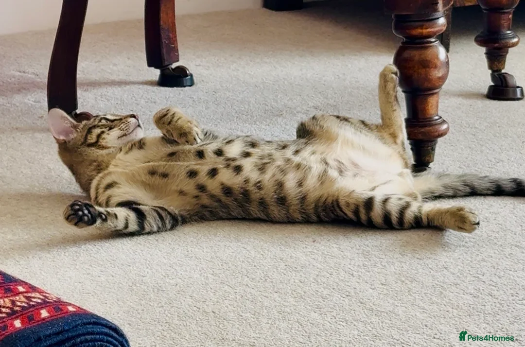 Siamese cats for sale: Stunning Bengal x Siamese kitten  - Advert 2