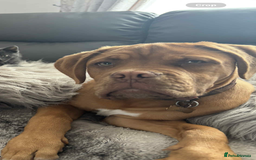 Dogue De Bordeaux dogs for sale: 8 month old Dogue de Bordauex  - Advert 3