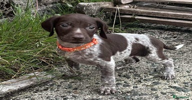 German Shorthaired Pointer dogs - Advert 16
