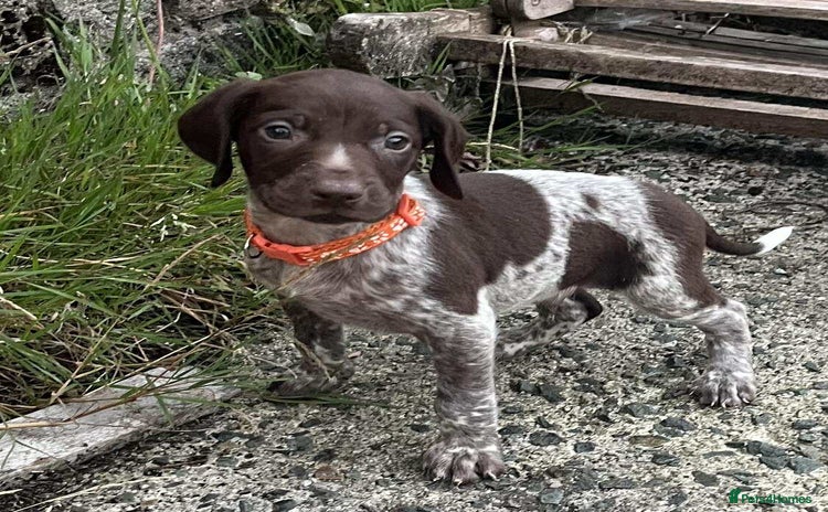 German Shorthaired Pointer dogs - Advert 1