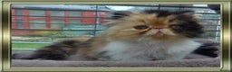 Persian cats for sale: Beautiful Pedigree Persian Kittens - Advert 1