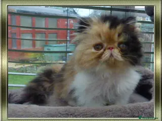 Persian cats Beautiful Pedigree Persian Kittens - Advert 4