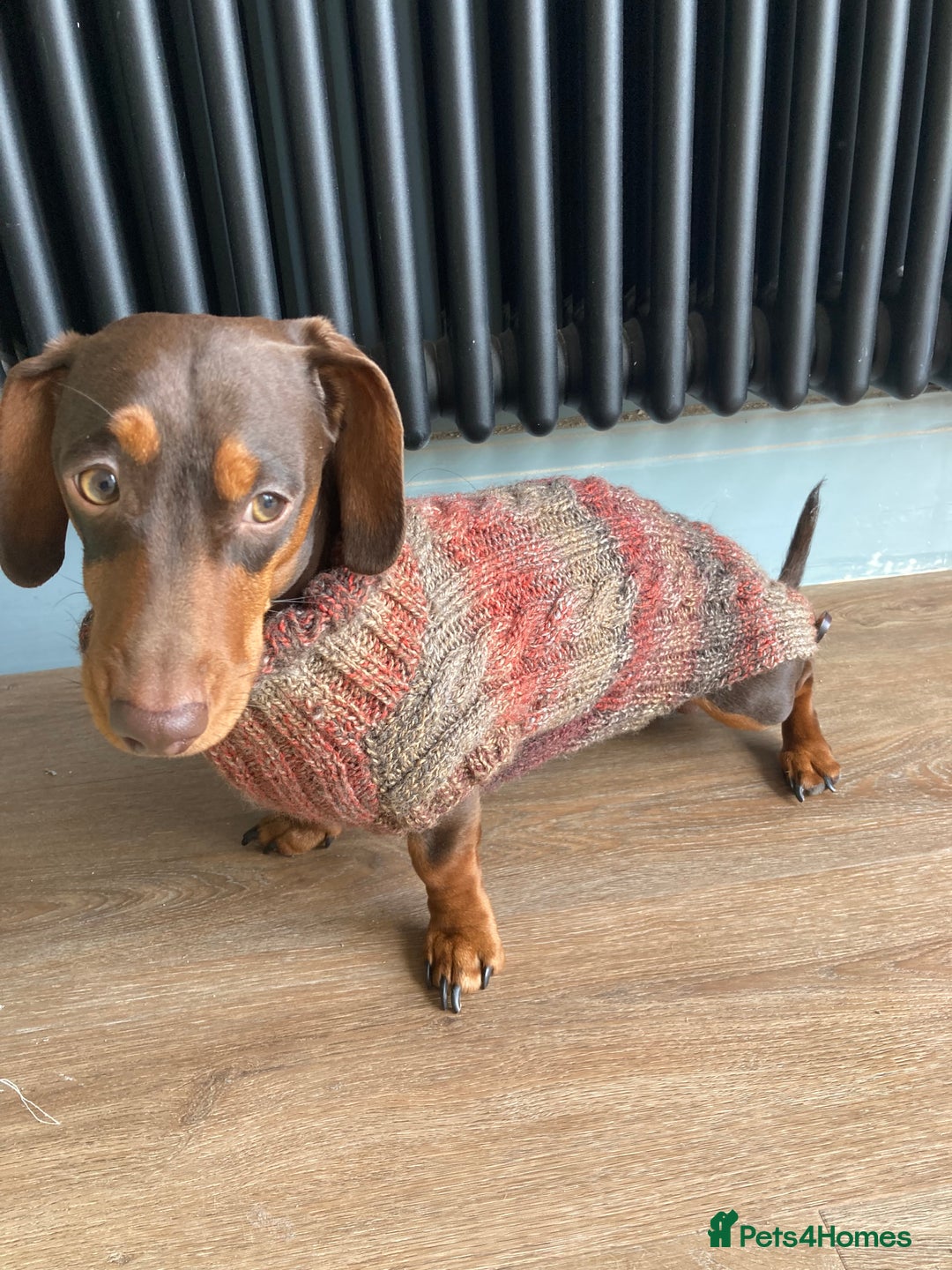 Miniature Dachshund dogs for stud: Miniature Dachshund for stud - Advert 4