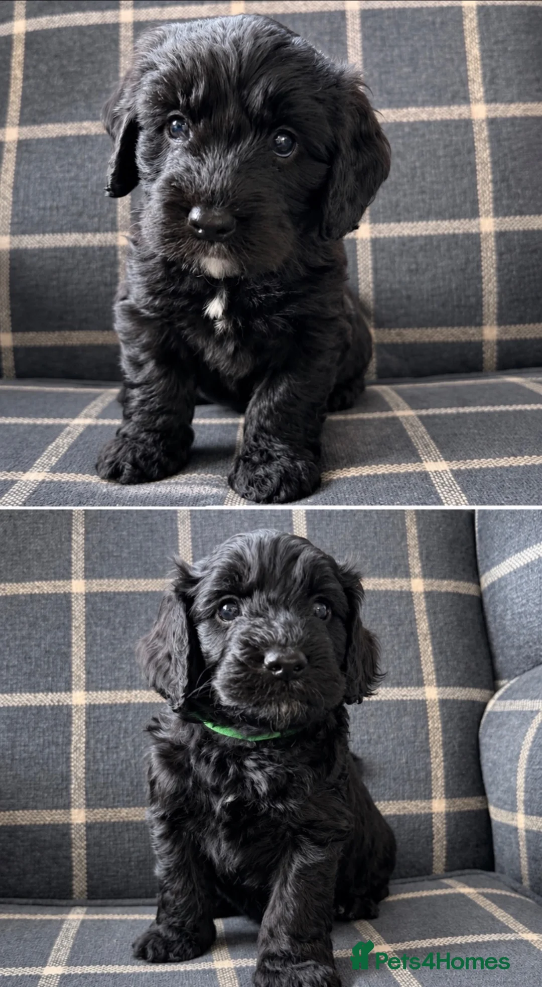 Cockapoo dogs for sale: 2 F1B Cockerpoos available - 1 boy, 1 girl ❤️ - Advert 2