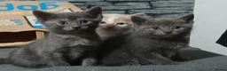 British Shorthair cats for sale: 4 beautiful kittens in Sheffield - Advert 5