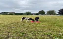 Other Breed horses for sale: Choppa - Image 4