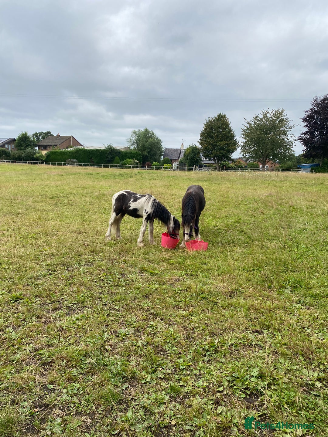 Other Breed horses for sale: Choppa - Image 4