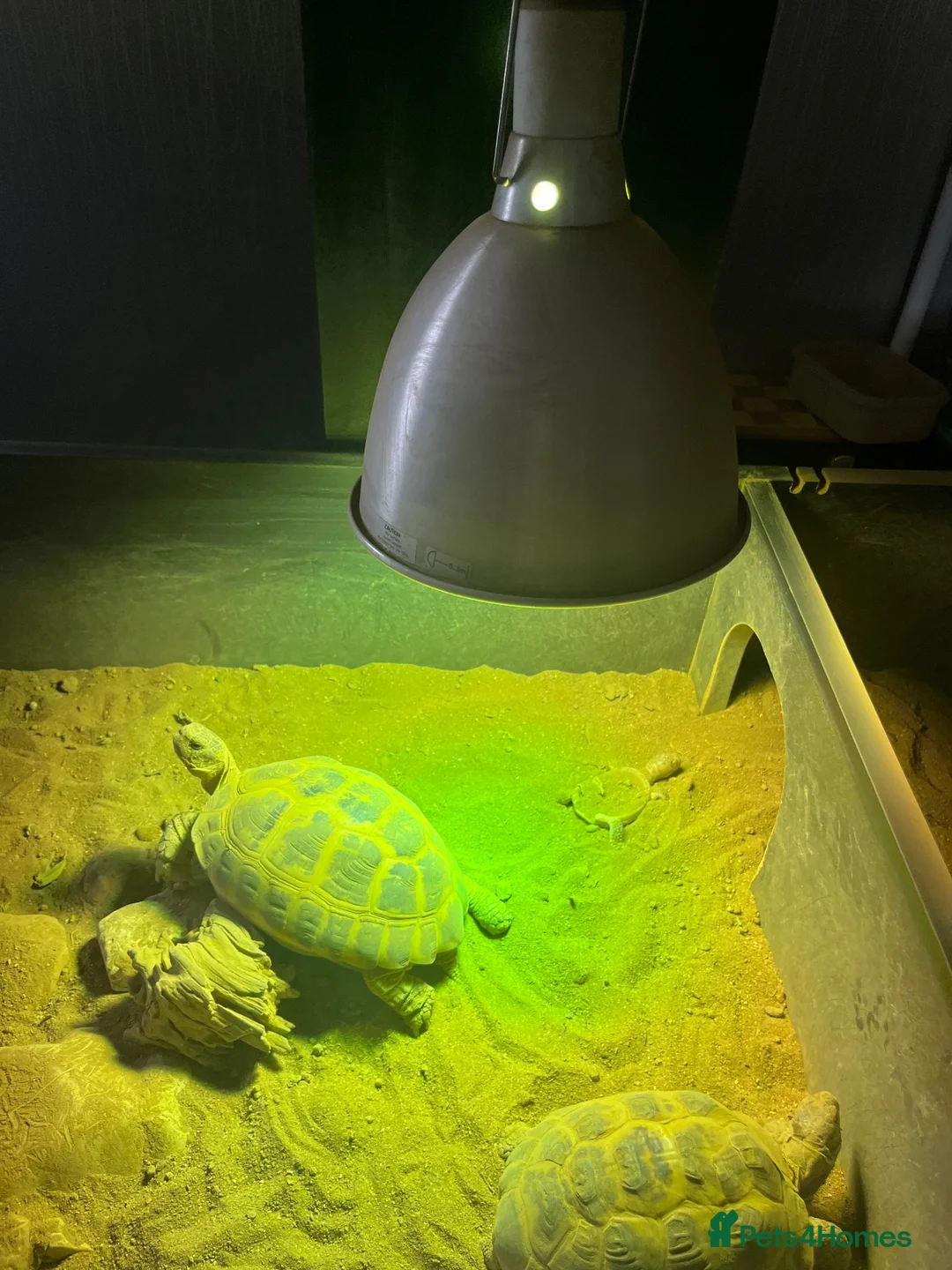 Tortoise reptiles for sale: Horsefield tortoises  in Stoke-on-Trent - Advert 11