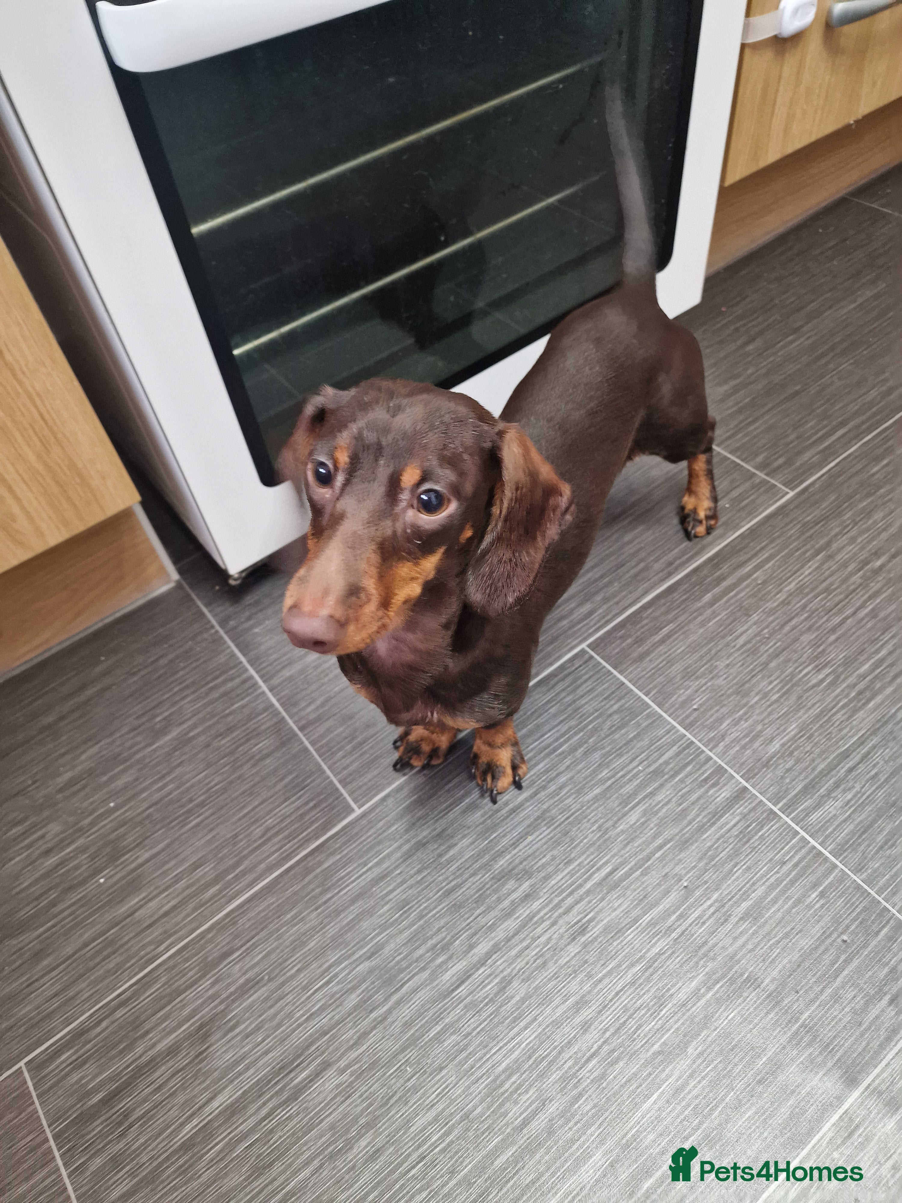 Dachshund dogs Winnie - standard Dachshund  - Advert 5