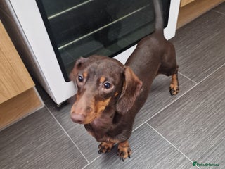 Dachshund dogs Winnie - standard Dachshund - Advert 2