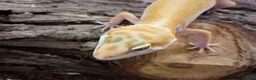 Leopard Gecko reptiles for sale: Leopard Gecko Juveniles Available CBUK - Advert 3