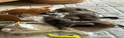Maine Coon cats for sale: Maine coon kittens - Advert 12