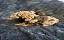 Labradoodle dogs for sale: *ONLY 2 LEFT*, ready to leave 31st oct!! - Image 22