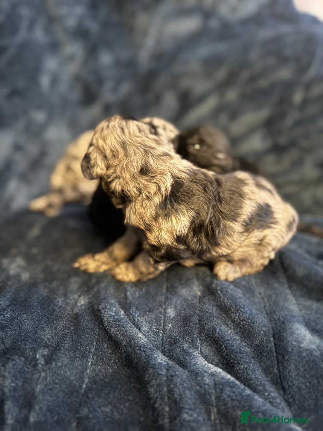 Labradoodle dogs for sale: *ONLY 2 LEFT*, ready to leave 31st oct!! - Image 22