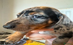 Miniature Dachshund dogs for sale: Beautiful Miniature Dachshund Puppies - Image 8