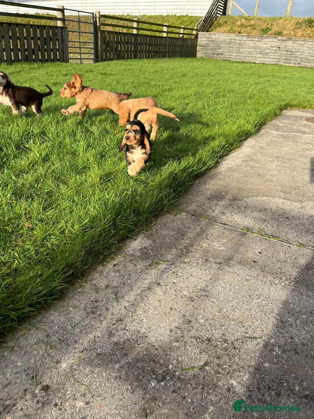 Cocker Spaniel dogs for sale: Health tested KC reg low co eff show type cockers - Advert 19