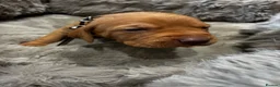 Hungarian Vizsla dogs for sale: 5* HUNGARIAN VIZSLA PUPPIES KC REGISTERED  - Advert 11