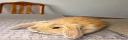 Mini Lop rabbits for sale: Mini lol rabbit  - Advert 4