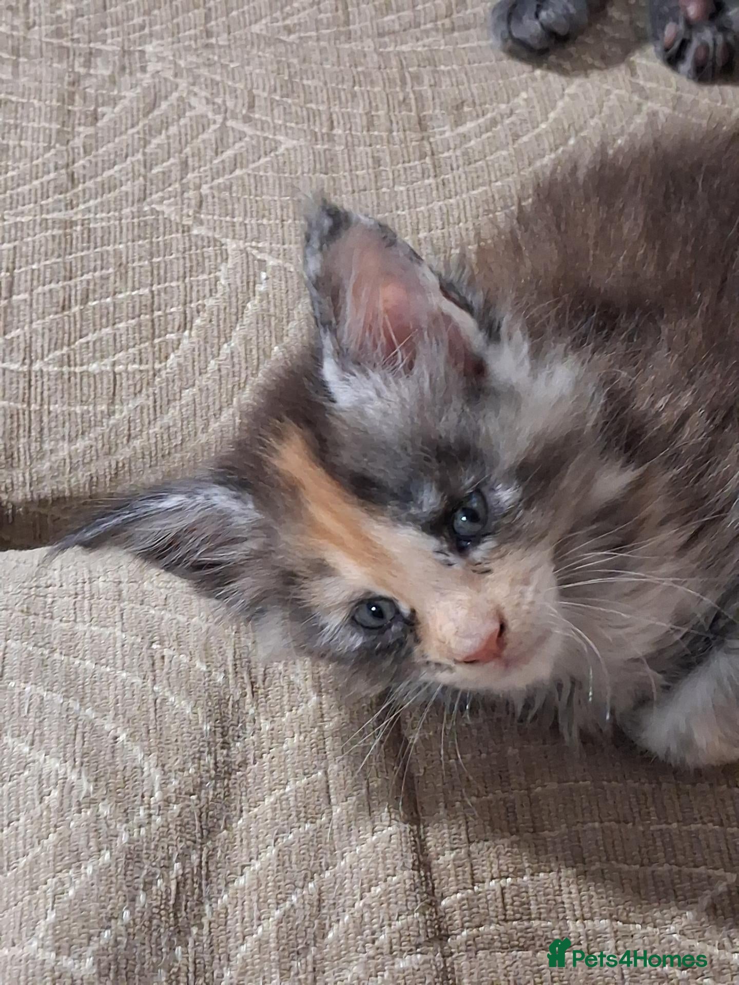 Maine Coon cats Tabby smoke main coon kittens - Advert 2