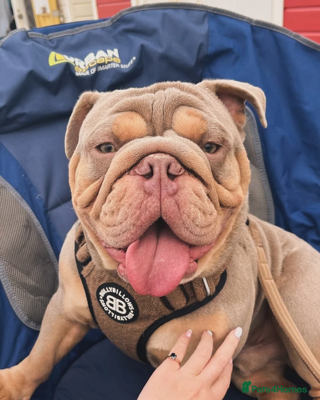 English Bulldog dogs for stud: ⭐️Proven English Bulldog available for stud⭐️ in Solihull - Advert 4