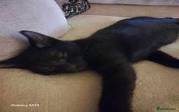 Mixed Breed cats for sale: Last maine coon mix kitten left Ready now. - Image 6